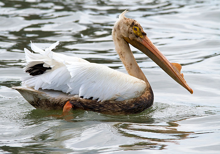 Galveston’s oiled birds find sanctuary in Baytown